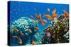 Coral and Fish in the Red Sea.Egypt-Irochka-Stretched Canvas