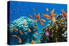 Coral and Fish in the Red Sea.Egypt-Irochka-Stretched Canvas