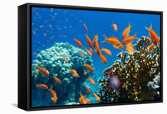 Coral and Fish in the Red Sea.Egypt-Irochka-Framed Stretched Canvas