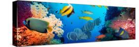 Coral and Fish in the Red Sea.Egypt-Irochka-Stretched Canvas