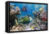 Coral and Fish in the Red Sea.Egypt-Irochka-Framed Stretched Canvas