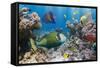 Coral and Fish in the Red Sea.Egypt-Irochka-Framed Stretched Canvas