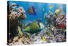 Coral and Fish in the Red Sea.Egypt-Irochka-Stretched Canvas