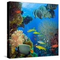 Coral and Fish in the Red Sea.Egypt-Irochka-Stretched Canvas