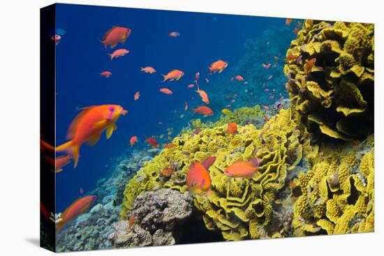 Coral and Fish in the Red Sea.Egypt-Irochka-Stretched Canvas