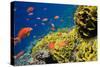 Coral and Fish in the Red Sea.Egypt-Irochka-Stretched Canvas