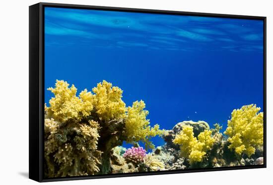 Coral and Fish in the Red Sea.Egypt-Irochka-Framed Stretched Canvas