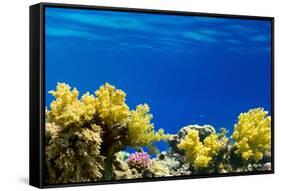 Coral and Fish in the Red Sea.Egypt-Irochka-Framed Stretched Canvas