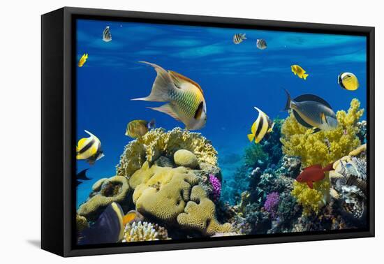 Coral and Fish in the Red Sea.Egypt-Irochka-Framed Stretched Canvas