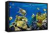 Coral and Fish in the Red Sea.Egypt-Irochka-Framed Stretched Canvas