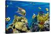 Coral and Fish in the Red Sea.Egypt-Irochka-Stretched Canvas