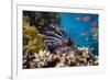 Coral and Fish in the Red Sea.Egypt-Irochka-Framed Photographic Print