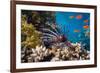 Coral and Fish in the Red Sea.Egypt-Irochka-Framed Photographic Print