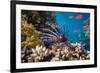 Coral and Fish in the Red Sea.Egypt-Irochka-Framed Photographic Print