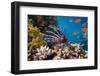 Coral and Fish in the Red Sea.Egypt-Irochka-Framed Photographic Print