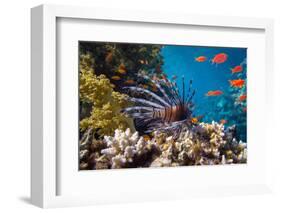 Coral and Fish in the Red Sea.Egypt-Irochka-Framed Photographic Print