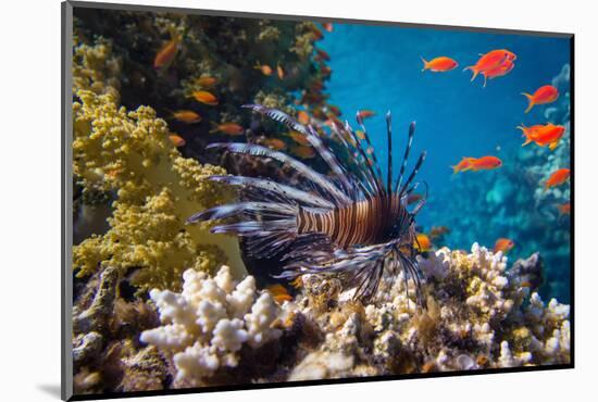 Coral and Fish in the Red Sea.Egypt-Irochka-Mounted Photographic Print