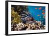 Coral and Fish in the Red Sea.Egypt-Irochka-Framed Photographic Print