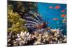 Coral and Fish in the Red Sea.Egypt-Irochka-Mounted Photographic Print