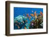 Coral and Fish in the Red Sea.Egypt-Irochka-Framed Photographic Print