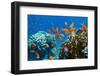 Coral and Fish in the Red Sea.Egypt-Irochka-Framed Photographic Print