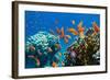 Coral and Fish in the Red Sea.Egypt-Irochka-Framed Photographic Print