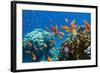 Coral and Fish in the Red Sea.Egypt-Irochka-Framed Photographic Print