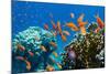 Coral and Fish in the Red Sea.Egypt-Irochka-Mounted Photographic Print