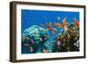 Coral and Fish in the Red Sea.Egypt-Irochka-Framed Photographic Print