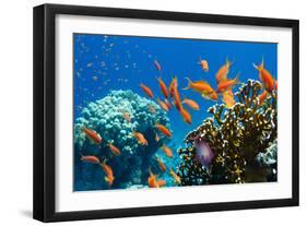 Coral and Fish in the Red Sea.Egypt-Irochka-Framed Photographic Print