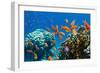 Coral and Fish in the Red Sea.Egypt-Irochka-Framed Photographic Print