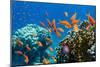 Coral and Fish in the Red Sea.Egypt-Irochka-Mounted Photographic Print
