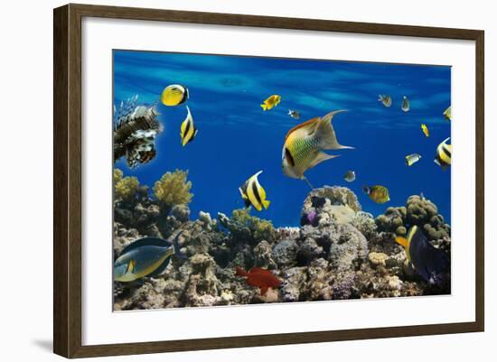 Coral and Fish in the Red Sea.Egypt-Irochka-Framed Photographic Print