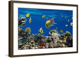 Coral and Fish in the Red Sea.Egypt-Irochka-Framed Photographic Print