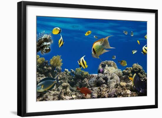 Coral and Fish in the Red Sea.Egypt-Irochka-Framed Photographic Print