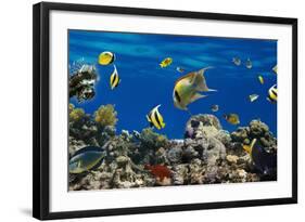 Coral and Fish in the Red Sea.Egypt-Irochka-Framed Photographic Print