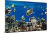 Coral and Fish in the Red Sea.Egypt-Irochka-Mounted Photographic Print