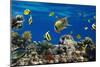 Coral and Fish in the Red Sea.Egypt-Irochka-Mounted Photographic Print