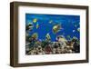 Coral and Fish in the Red Sea.Egypt-Irochka-Framed Photographic Print