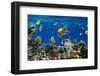 Coral and Fish in the Red Sea.Egypt-Irochka-Framed Photographic Print