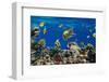 Coral and Fish in the Red Sea.Egypt-Irochka-Framed Photographic Print