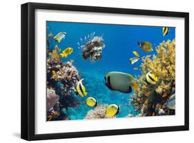 Coral and Fish in the Red Sea.Egypt-Irochka-Framed Photographic Print