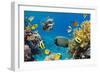 Coral and Fish in the Red Sea.Egypt-Irochka-Framed Photographic Print