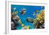 Coral and Fish in the Red Sea.Egypt-Irochka-Framed Photographic Print