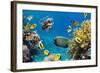 Coral and Fish in the Red Sea.Egypt-Irochka-Framed Photographic Print