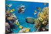 Coral and Fish in the Red Sea.Egypt-Irochka-Mounted Photographic Print