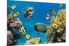 Coral and Fish in the Red Sea.Egypt-Irochka-Mounted Photographic Print