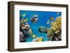 Coral and Fish in the Red Sea.Egypt-Irochka-Framed Photographic Print