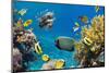 Coral and Fish in the Red Sea.Egypt-Irochka-Mounted Photographic Print