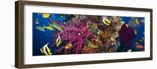 Coral and Fish in the Red Sea.Egypt-Irochka-Framed Photographic Print